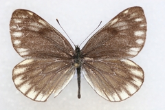 Aporia nabellica