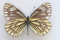 Aporia nabellica
