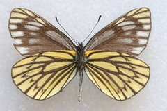 Aporia nabellica