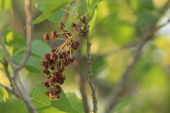 Eriophyes neoessigi