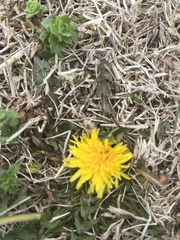 Taraxacum