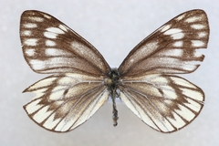 Aporia nabellica
