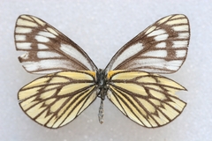 Aporia nabellica