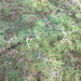 Acacia edgeworthii