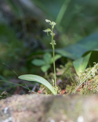 Platanthera obtusata