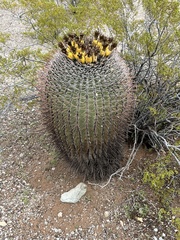 Ferocactus emoryi