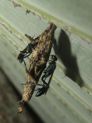 Chalybion bengalense