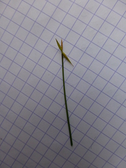 Carex pauciflora