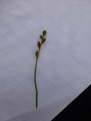 Carex canescens