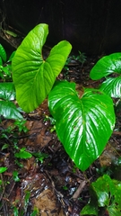 Anthurium sagittatum