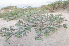 Acacia edgeworthii image