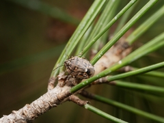 Holcogaster fibulata