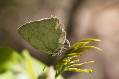 Ostrinotes sophocles