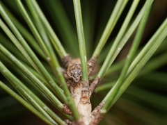 Holcogaster fibulata