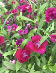 Dianthus chinensis × barbatus