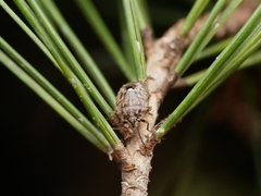 Holcogaster fibulata