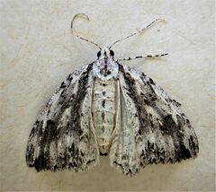 Pseudocoremia rudisata