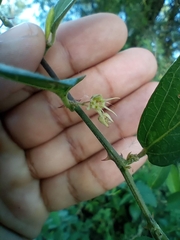 Byttneria filipes