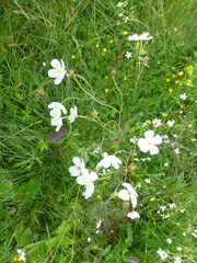 Ranunculus aconitifolius
