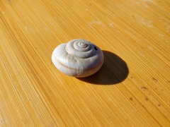 Helminthoglypta carpenteri