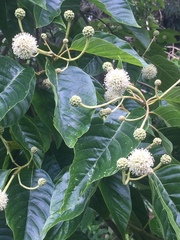 Camptotheca acuminata