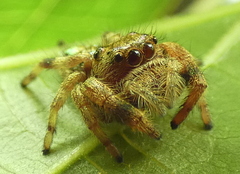 Parnaenus