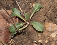 Borodinia canadensis