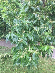 Camptotheca acuminata