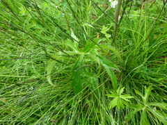 Ranunculus aconitifolius