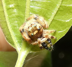 Parnaenus