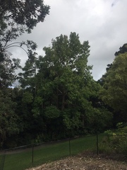 Camptotheca acuminata