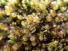 Imbribryum