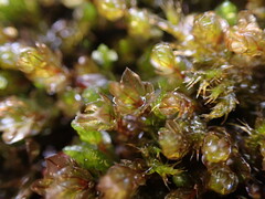 Imbribryum