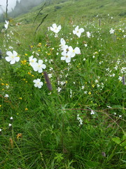 Ranunculus aconitifolius