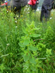 Hypericum montanum