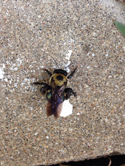 Xylocopa virginica texana