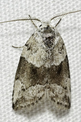 Afrida ydatodes