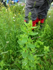 Hypericum montanum