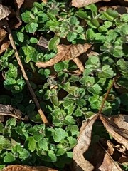 Veronica hederifolia-sublobata-triloba