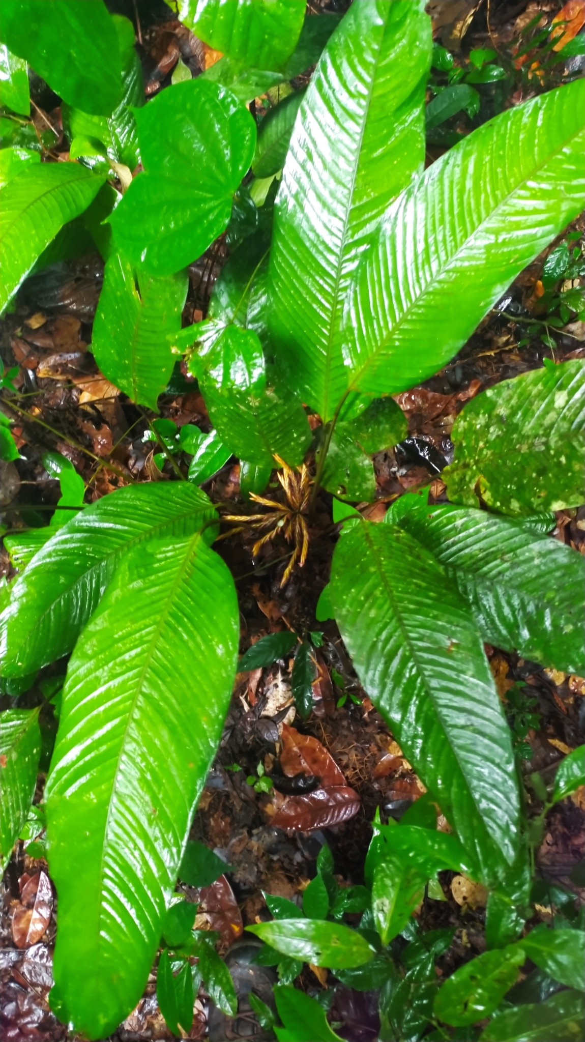 Monotagma contractum