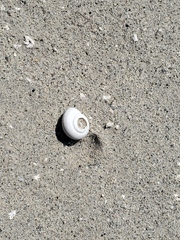 Helminthoglypta carpenteri