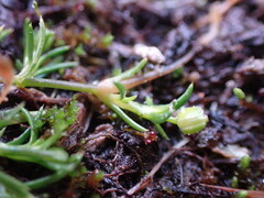 Sagina saginoides