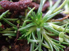 Sagina saginoides