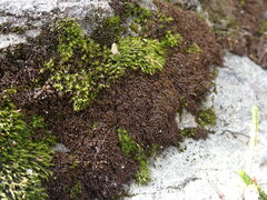 Andreaea
