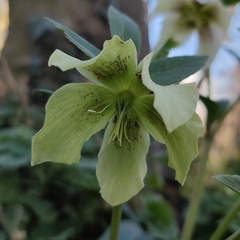 Helleborus