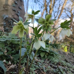 Helleborus
