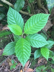 Camptotheca acuminata
