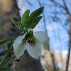 Helleborus