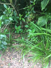 Camptotheca acuminata