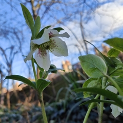Helleborus